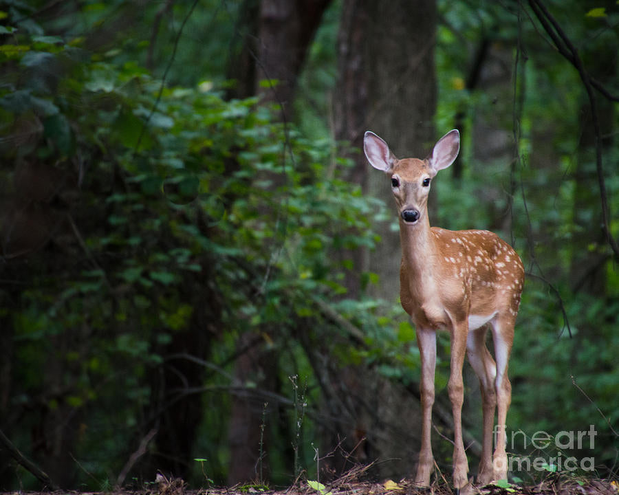 🌳🐿️🌲Forest Yoga: Healing in Nature Series