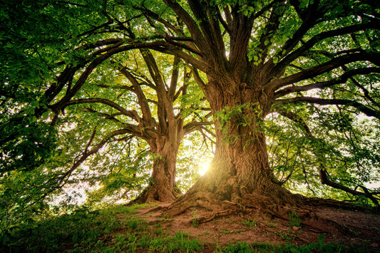 🌲Earth: The 4 Elements of Life